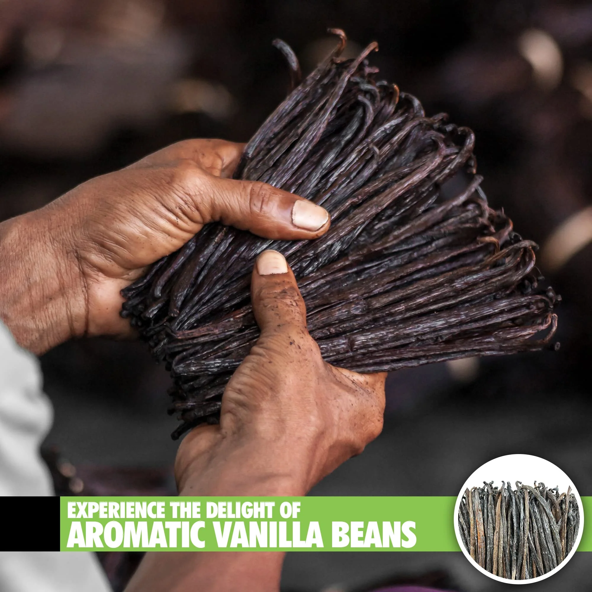 FITNCLEAN - Organic Madagascar Vanilla Beans - Grade B - 26 Count - Canadian Distribution - Ships Free Within Canada on Orders Above CAD $199 - Image 2