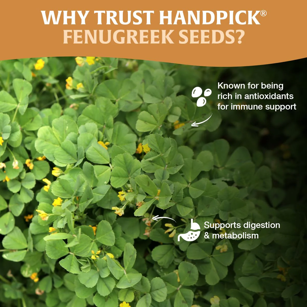 HANDPICK Fenugreek Seeds 2 x 14oz - Canadian Distribution - Ships Free Within Canada on Orders Above CAD $199 - Image 4
