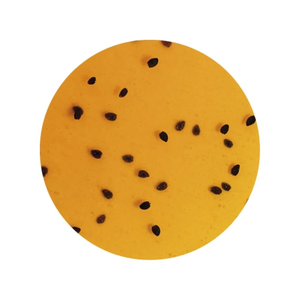 Passion Fruit Sundae Dessert Topping - 3 KG Bucket - Passion Fruit Variegate - Rubicone Canada - Ships Free Within Canada on Orders Above CAD $199
