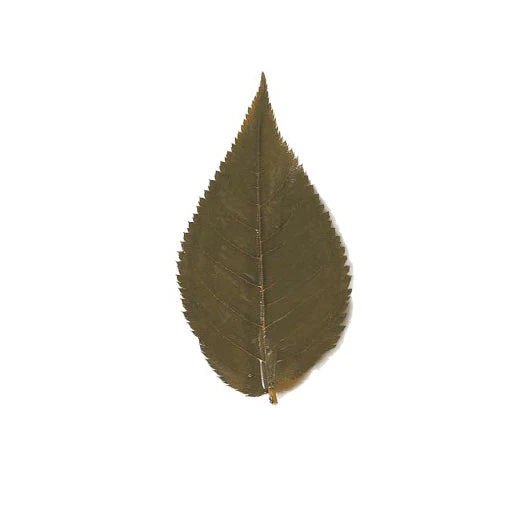Preserved Sakura (Cherry Blossom) Leaves - 100/500 pieces - Canadian Distribution - Ships Free Within Canada on Orders Above CAD $199