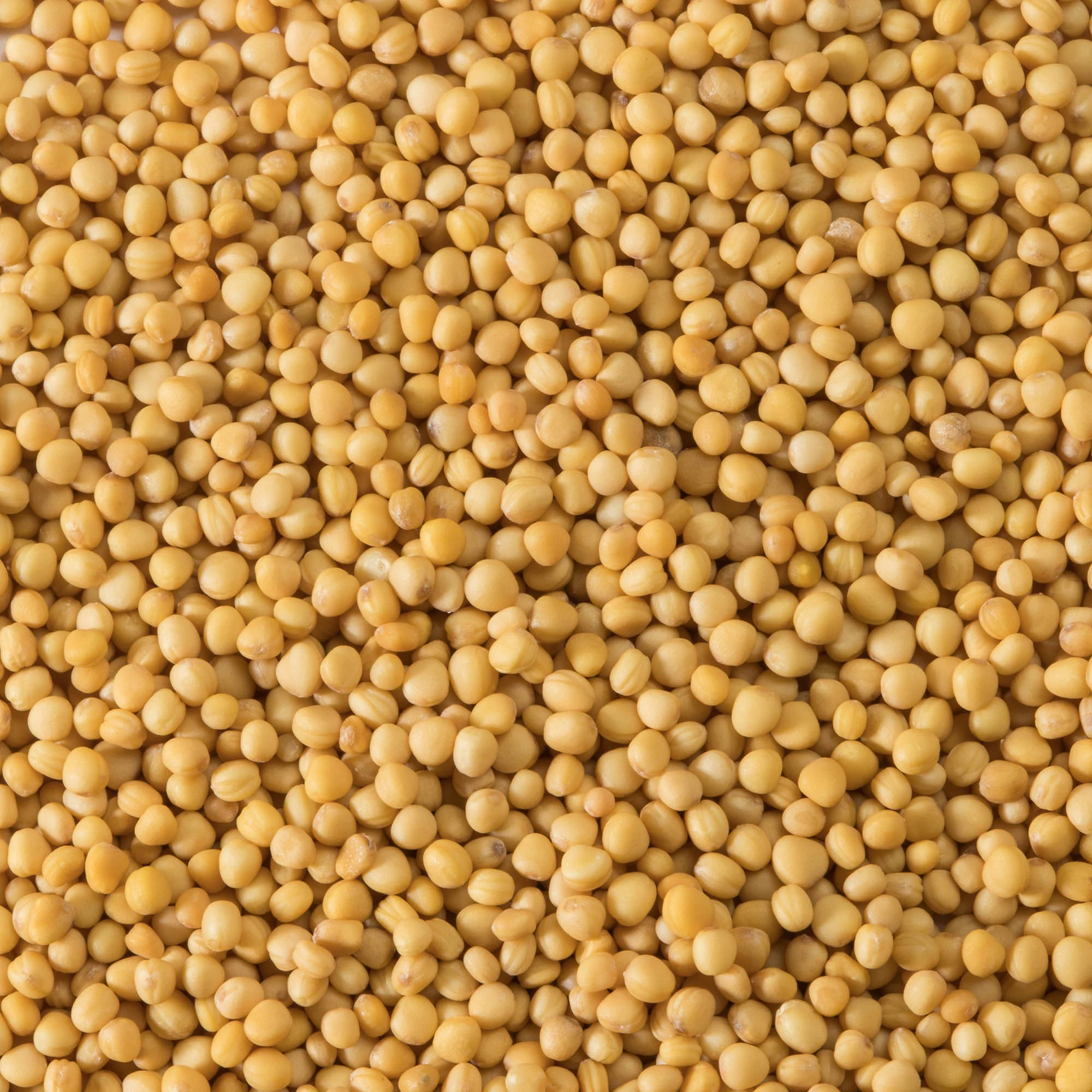 Spice Mustard Seeds - 12 x 750 g (Case = 1 x 750 g) - Clubhouse - Restaurant and Foodservice Ingredients - Canadian Distribution - Ships Free Within Canada on Orders Above CAD $199 - Image 4