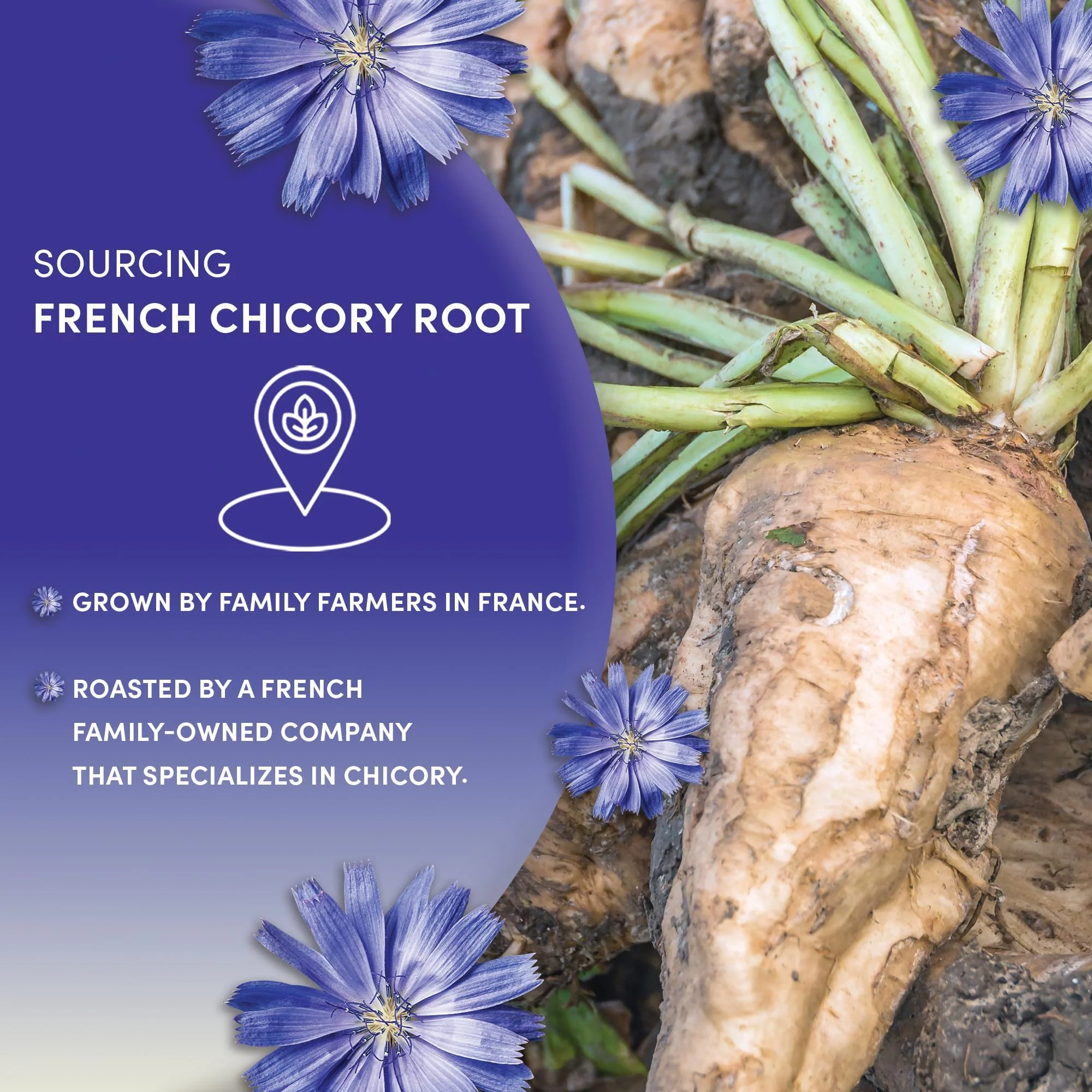 Worldwide Botanicals – Roasted Chicory Root – Original – 2 × 454g – Coffee alternative - Canadian Distribution - Ships Free Within Canada on Orders Above CAD $199 - Image 5